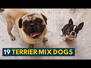 19 Terrier Mix Dogs: From Little Lapdogs to Gentle Giants, A Terrier Mix for Everyone!