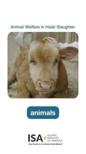 Animal Welfare in Islamic Slaughter #animals #halalfood #cow #halalentertainment #animalwelfare
