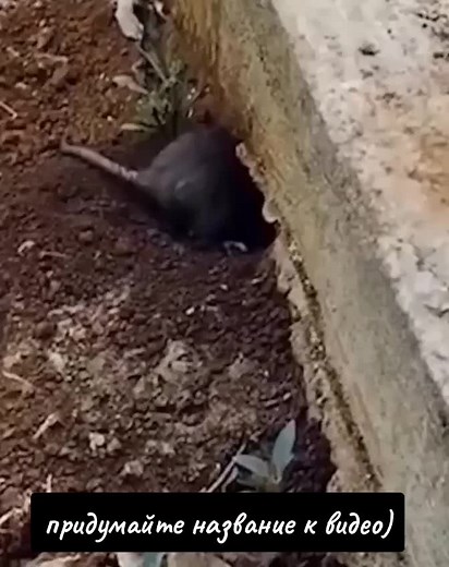 Frog Emerges from Hole in Natural Habitat