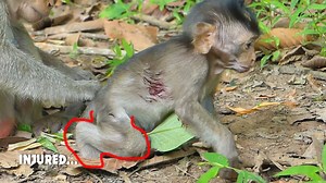 42K views · 1.1K reactions | Serious Injured!!! Million pity baby monkey Ale got bite by big monkey | Monkeys Buzz | Facebook