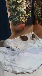 Pet chinese painted quails