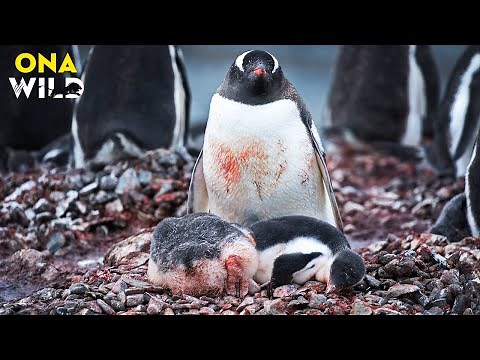 ANTARCTICA’S LAST DYNASTY: Penguins Fighting for a Dying World | #AnimalDocumentary