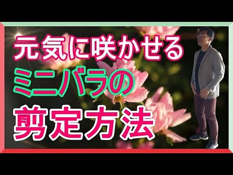 [ガーデニング] ミニバラの剪定方法「キャリア29年のプロガーデナーが実演、元気に咲かせるための剪定方法」