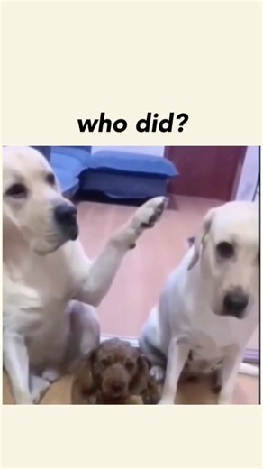 Funny dogs on TikTok