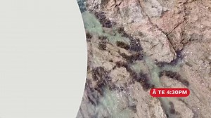 Ki te whei ao, ki Te Ao Mārama: Kei te whakaarotia he rāhui ki Te Tai Tokerau hei haukoti i te horapatanga o te momo rimurimu hou e kīia nei, ko Caulerpa. Kei te hāmenetia te Kāwanatanga, ko tana kaupapa tukuwaro te take. Ā, kua hua ake he momo toi pūoro hou i tētahi tauira Whare Wānanga e kīi nei, ko te Māori Punk Rock. Te Ao Mārama live on www.teaomaori.news @ 4:30pm. | Te Ao Māori News