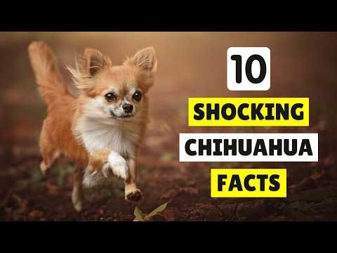 10 Chihuahua Facts That Will Blow Your Mind!