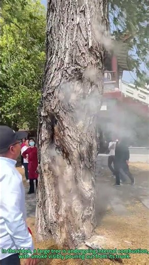 Tree Internal Fire: Man Extinguishes It With Water