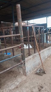 #punjabi village life style | Balle Balle Films & Records