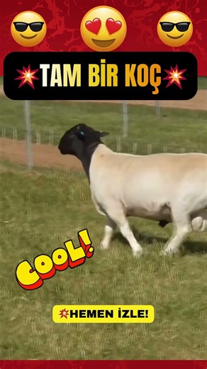 🎯💥İNANILMAZ BİR KOÇ💰🔥#dorper #dorpersheep #koyunculuk #koyun #koyunkuzu #küçükbaş #koç #viral #lol