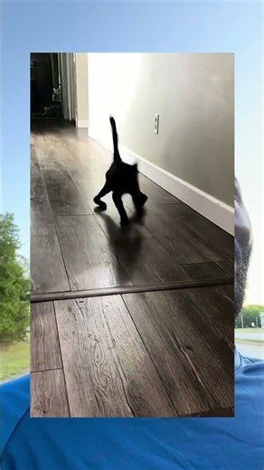 How to speak cat