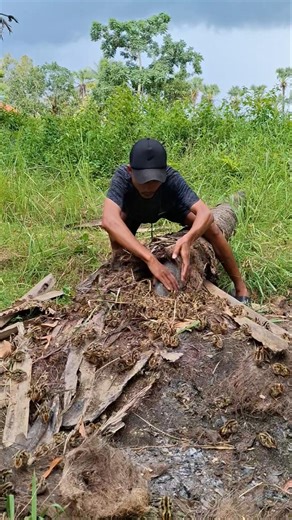 giving birth in a fallen tree #nature #shortsviral #ihavethisthingwithplants