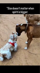 #doglovers #dogsofinstagram #cuteanimals #shitzu #dogs #shihtzudog #shihtzuloversofinstagram | Sandesh Ambre