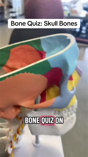 Bone Quiz: Skull Bones #anatomy #skull #bones #quiz #stem | Quiz