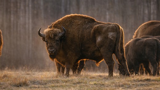 This trail camera captured a bison up close in the wild