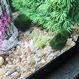 Amazon.com : UNS Snail Free TC Bucephalandra Kedagang Japan (Bucephalandra sp. 'Kedagang Japan') - Low to Medium Light, Dark Green Leaves, Foreground to Midground - Tissue Culture - 1 Pack : Patio, Lawn & Garden