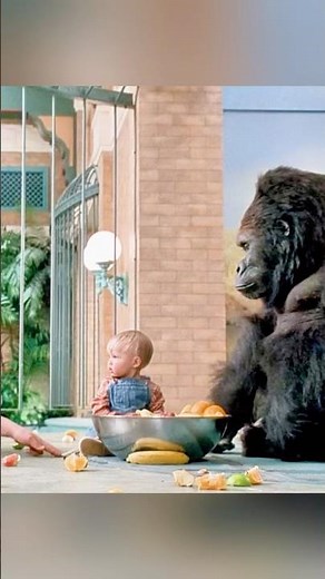 Baby’s Day Out | Gorilla “Adopts” the Baby and Smashes Veeko’s Hand Through the Bars 🦍👶