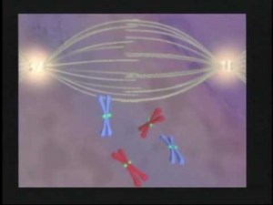 Stem Cells & the Nephilim - Chuck Missler - 1/6