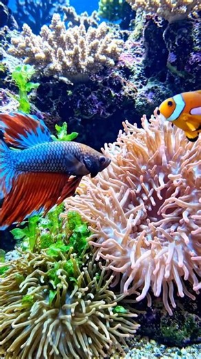 3 Beautiful Fish You Must Know: Betta, Clownfish & Blue Tang