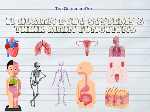 11 Human body systems and their main Functions in telugu | Organs