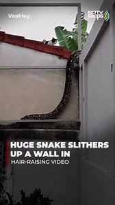 Huge Snake Slithers Up A Wall In Hair-Raising Video