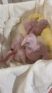 106K views · 2.9K reactions | These little cuties ( Greenwing kids and siblings to Amari) ..just needed another bed upgrade..  I can’t keep up with growth rate. Thriving and super cute. All are between 10-12 days old. Chubby little puddings ❤️藍 | Macaws And More | Facebook