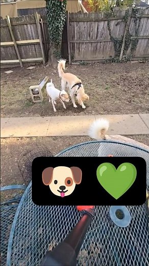 Doggy Daycare Digging
