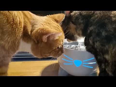 How To Catit Pixi Water Fountain - With Cat Review