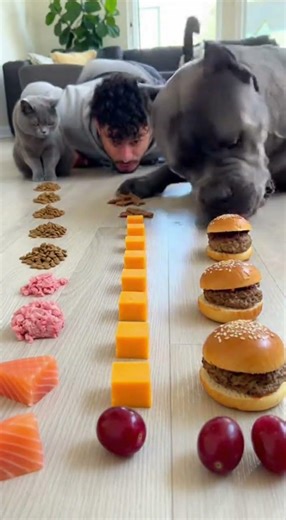 I Challenged My Dog to Eat FAST… You Won’t Believe What Happened! 😱🤣 #shorts #dogs #funny #challenge