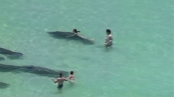 Woman caught trying to ride manatee