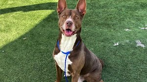 Sad to report....Ranger was euthanized 4/21/25 by OC Animal Care. RIP CODE RED - EUTH LISTED! Ranger has been at the shelter since October 2024. Shelter environment has started to take a toll on his behavior. If Ranger does not have rescue commitment by 4/8/25 he will be euthanized by OC Animal Care. Please share for rescue! A1893912 Ranger Comments: At Risk- Needs Rescue Now! Status: RESQ-BHV Intake Type: STRAY Kennel: 503 Sex: Neutered Male Age: 6Y Weight: 55.00 Lbs Breed: Pit Bull Mix Color: 