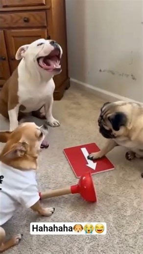 the dogs playing a games 😆🤣 #fyp #fypシ #fun #funny #dog #cutedog #funnydogs #pets #justforlaughs