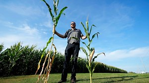 ‘Short corn' could replace the towering cornfields steamrolled by a changing climate