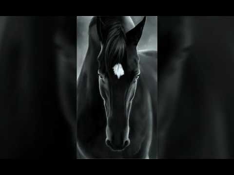 Rase de cai romanesti.