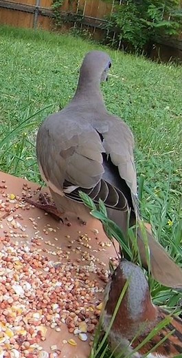 Beautiful Birds Singing in Nature, Best Cat TV, Videos for Cats to Watch, 4K Birds, Nature HD #birds