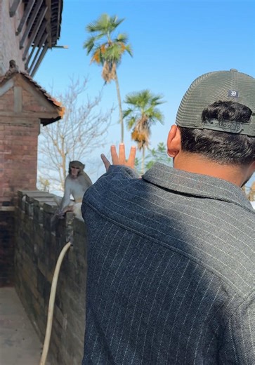 Monkey Attack Prank That Will Make You Laugh!