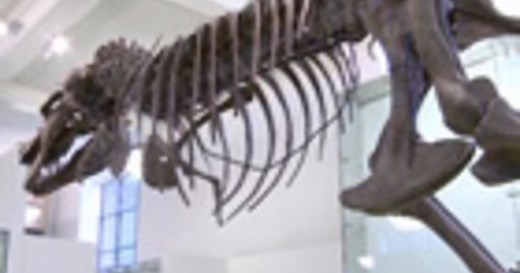 How fast did dinosaurs grow, and how long did they live? | AMNH