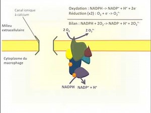 Fonctionnement des Macrophages