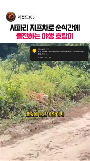 사파리 지프차로 순식간에 돌진하는 야생 호랑이