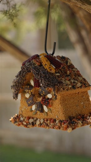🏡🐦 Hanging your Mr. Bird seed house is easier than you think. For feeding, hang it from a tree limb or hanger near a favorite window so you can enjoy watching the birds stop by. When it’s ready to be used as a nesting box, move it to a more peaceful spot and mount it on a fence post or tree where birds can settle in comfortably. Simple, flexible, and bird-approved. 🪺✨ Look for Mr. Bird at your local gift shop or feed store. | Mr. Bird