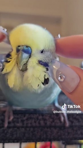 What to Feed Your Budgies: A Bird Owner's Guide