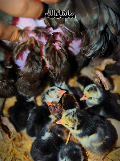 Mashallah Cute Chicks Hatching