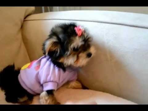 THE PERFECT TEACUP MORKIE! WWW.MINIPUPS.CA