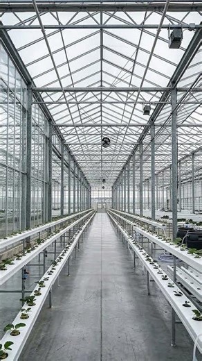 Hydroponic Strawberry Greenhouse Environment