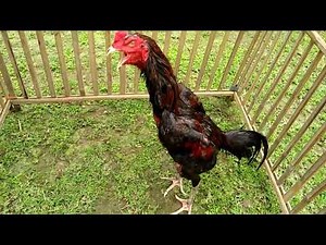 Koleksi ayam bangkok win 2 X,mati di tempat