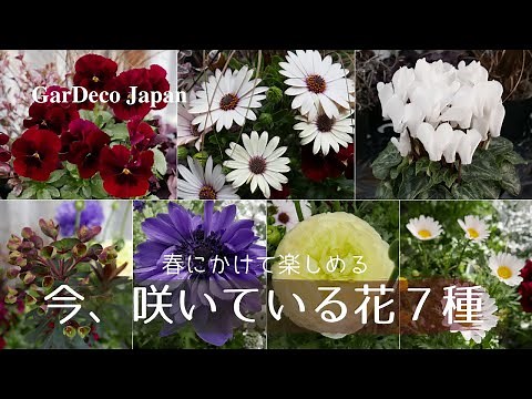 [Spring Flowers] Introducing 7 types of flowers that are blooming now! [Recommended]