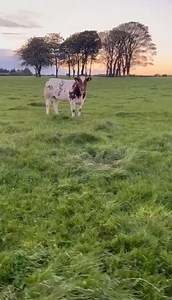 See you all at Carrick Winter Fair this coming Monday! This super An De Beauffuax (BB4438) daughter bred by John Charles is among the impressive Dovea Genetics sired entries! Don't forget to use the hashtag #showcalfshowcase and tag us in your posts to be entered into our draw to win 10 Limousin or Belgian Blue straws of your choice. Carrick Pedigree Cattle Shows | Dovea Genetics