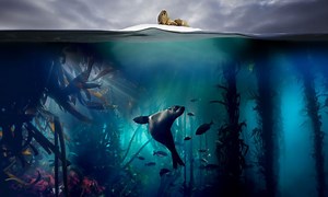 Blue Planet II Review