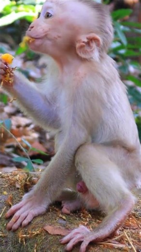 Adorable Baby Boris Lips Smacking