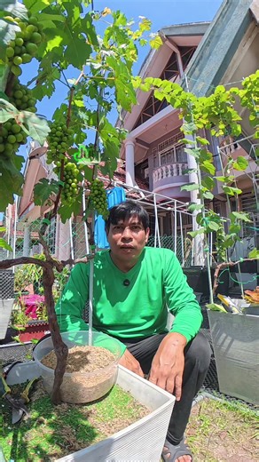 Tips for Beginners in Growing Sweet Grapevines