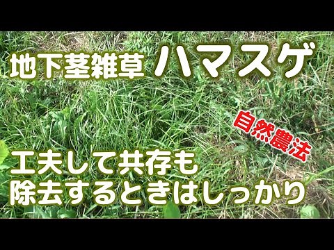 自然農法 地下茎雑草ハマスゲ 工夫して共存も除去するときはしっかり